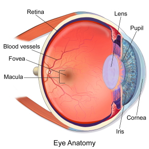 Retina Scanning System